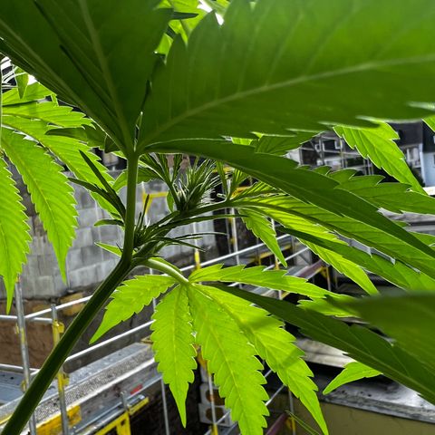 Do-si-dos Grow 1 growlog timeline photo