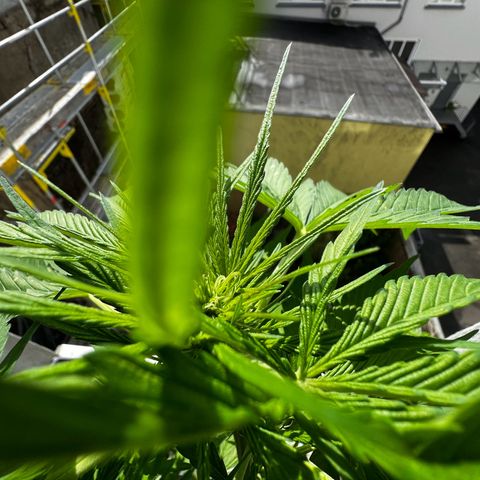 Do-si-dos Grow 1 growlog timeline photo