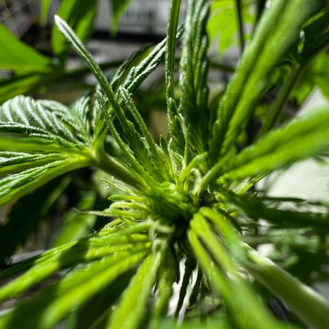 Do-si-dos Grow 1 growlog timeline photo