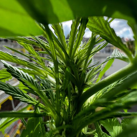 Do-si-dos Grow 1 growlog timeline photo