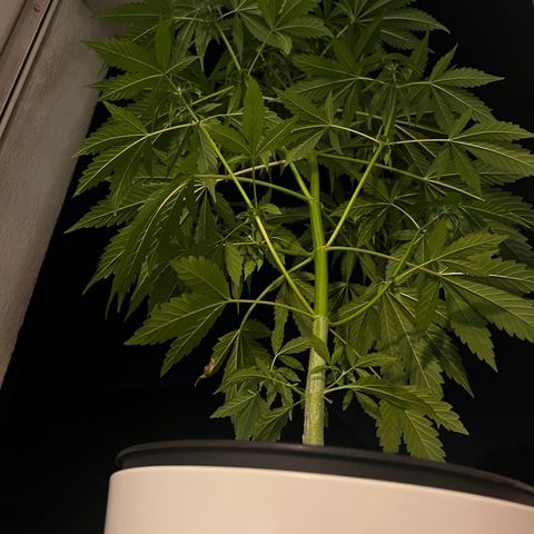 Do-si-dos Grow 1 growlog photo: Höhe: 82cm