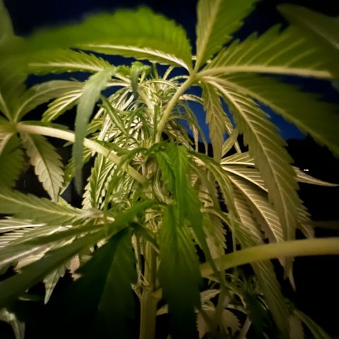 Do-si-dos Grow 1 growlog photo: Höhe: 82cm