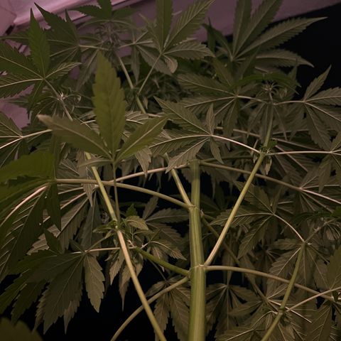 Do-si-dos Grow 1 growlog photo: Höhe: 82cm