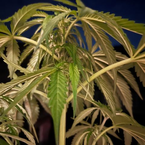 Do-si-dos Grow 1 growlog photo: Höhe: 82cm