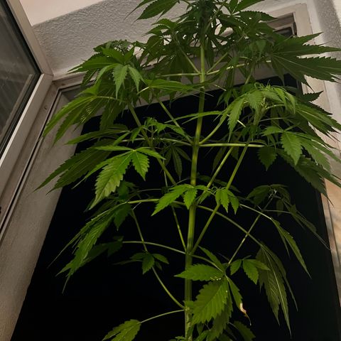 Do-si-dos Grow 1 growlog photo: Höhe: 82cm