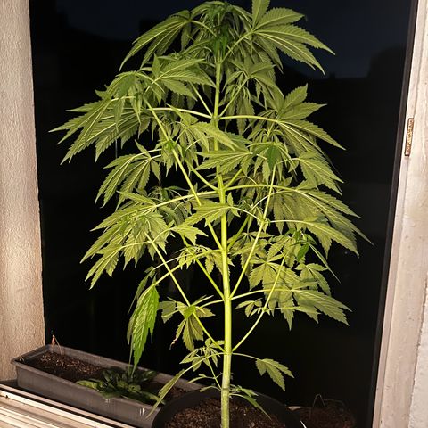 Do-si-dos Grow 1 growlog photo: Höhe: 82cm