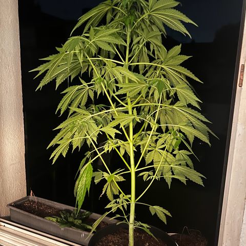 Do-si-dos Grow 1 growlog photo: Höhe: 82cm