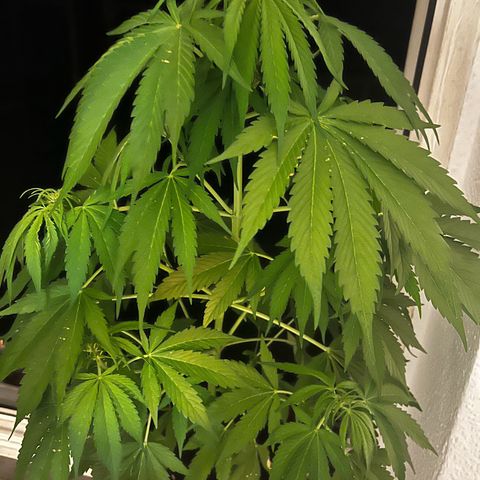 Do-si-dos Grow 1 growlog photo: Höhe: 82cm