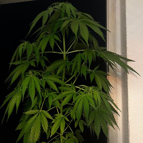 Do-si-dos Grow 1 growlog photo: Höhe: 82cm