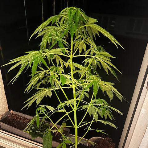 Do-si-dos Grow 1 growlog photo: Höhe: 82cm