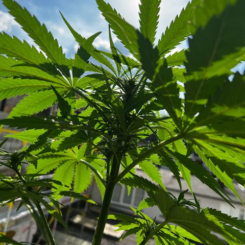 Do-si-dos Grow 1 growlog timeline photo