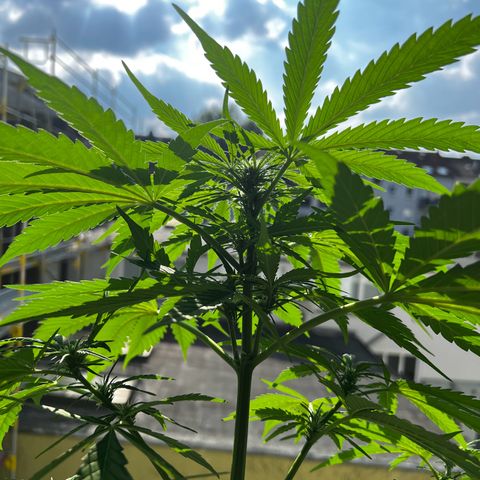 Do-si-dos Grow 1 growlog timeline photo