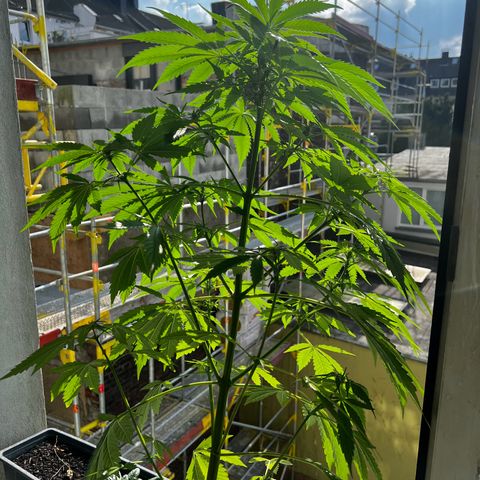 Do-si-dos Grow 1 growlog timeline photo