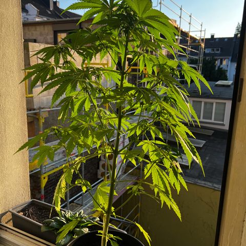 Do-si-dos Grow 1 growlog timeline photo