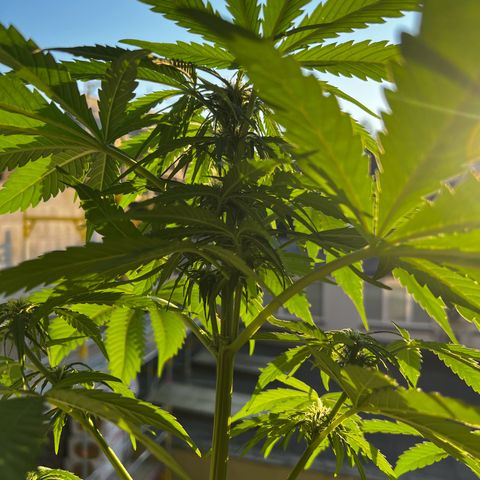 Do-si-dos Grow 1 growlog timeline photo