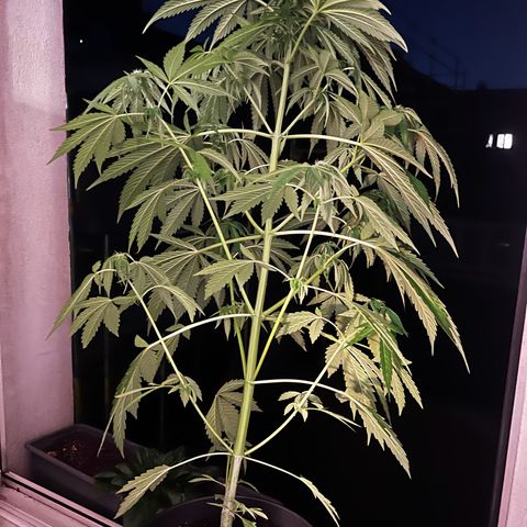 Do-si-dos Grow 1 growlog timeline photo