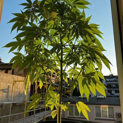 Do-si-dos Grow 1 growlog timeline photo