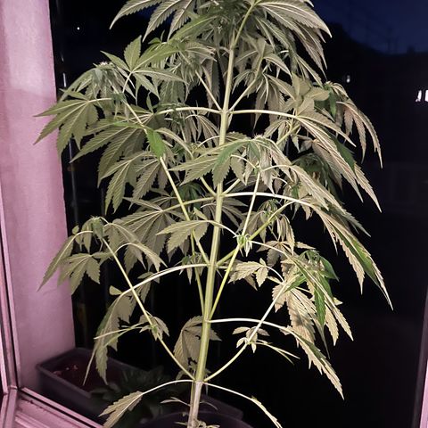 Do-si-dos Grow 1 growlog timeline photo