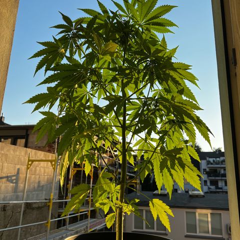 Do-si-dos Grow 1 growlog timeline photo