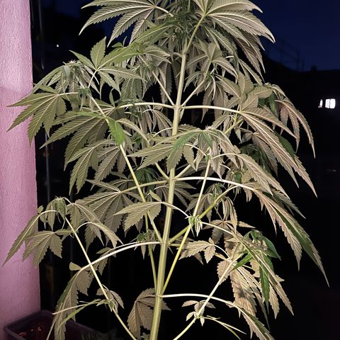 Do-si-dos Grow 1 growlog timeline photo