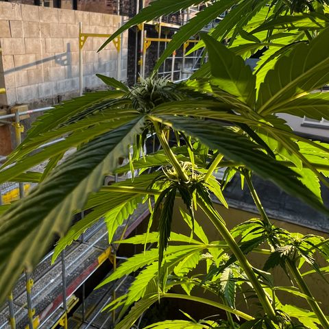 Do-si-dos Grow 1 growlog timeline photo