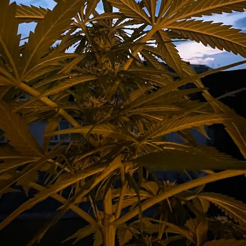 Do-si-dos Grow 1 growlog timeline photo