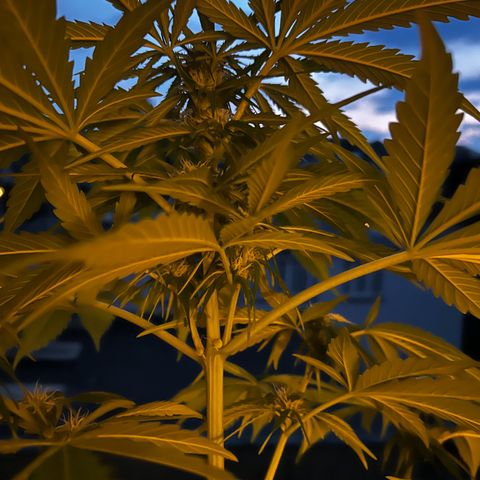 Do-si-dos Grow 1 growlog timeline photo