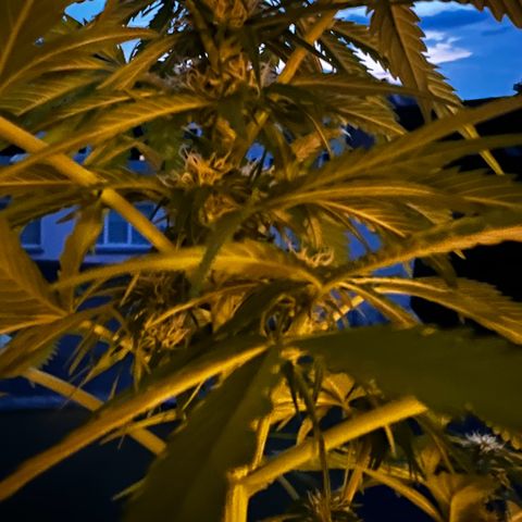 Do-si-dos Grow 1 growlog timeline photo