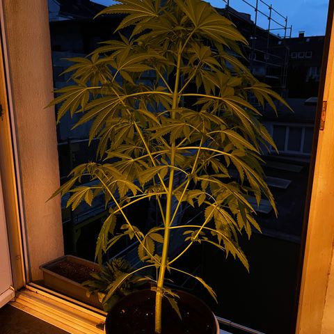 Do-si-dos Grow 1 growlog timeline photo