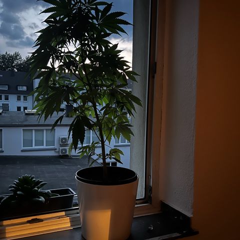 Do-si-dos Grow 1 growlog timeline photo