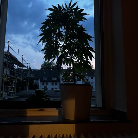 Do-si-dos Grow 1 growlog timeline photo