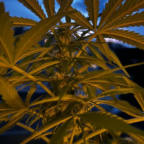 Do-si-dos Grow 1 growlog timeline photo