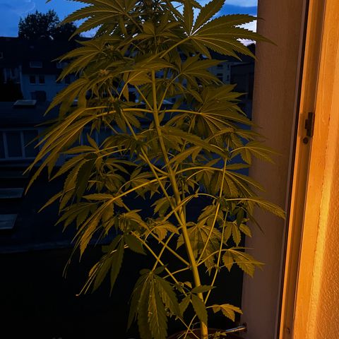Do-si-dos Grow 1 growlog timeline photo