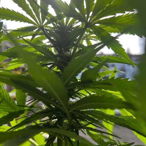 Do-si-dos Grow 1 growlog timeline photo