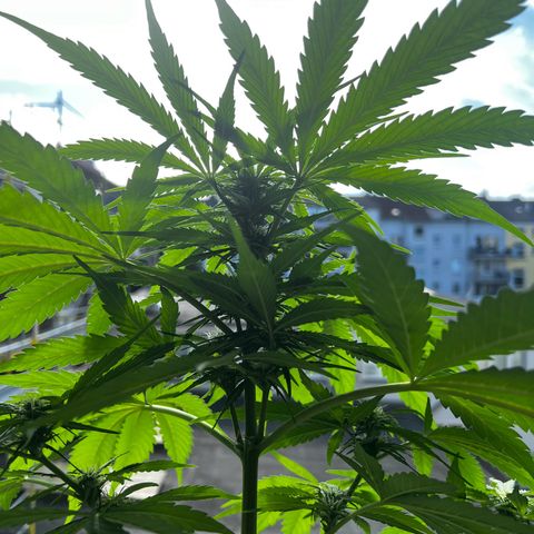 Do-si-dos Grow 1 growlog timeline photo