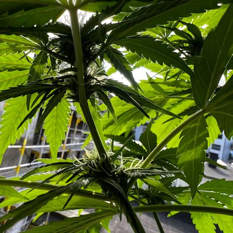 Do-si-dos Grow 1 growlog timeline photo