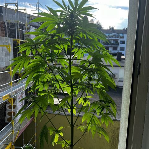 Do-si-dos Grow 1 growlog timeline photo