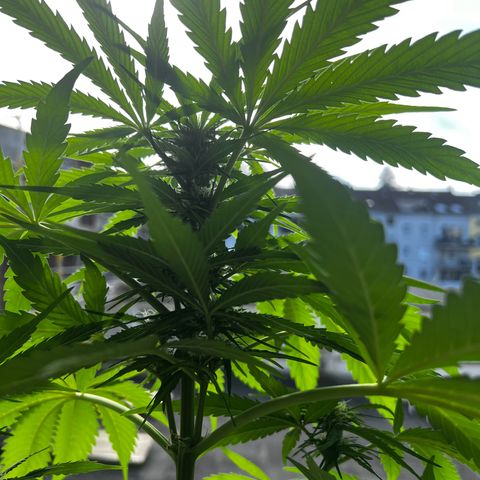 Do-si-dos Grow 1 growlog timeline photo