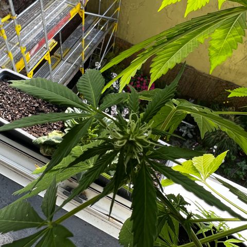 Do-si-dos Grow 1 growlog timeline photo