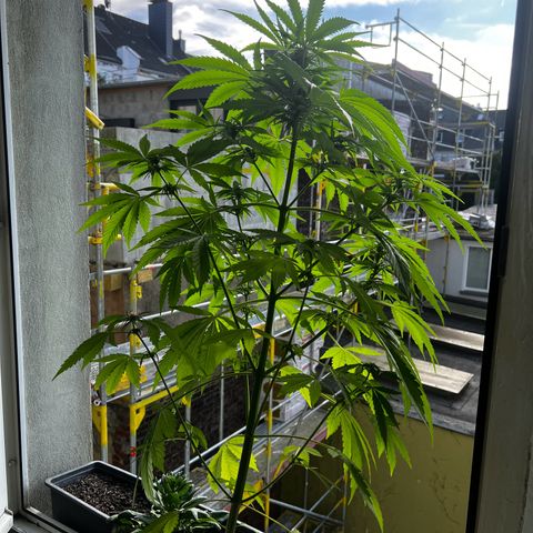 Do-si-dos Grow 1 growlog timeline photo