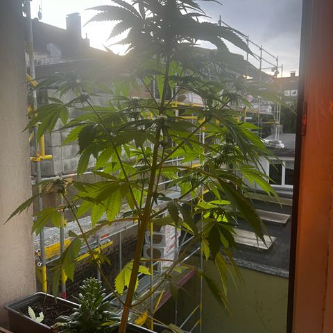 Do-si-dos Grow 1 growlog timeline photo