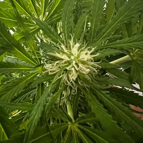 Do-si-dos Grow 1 growlog timeline photo