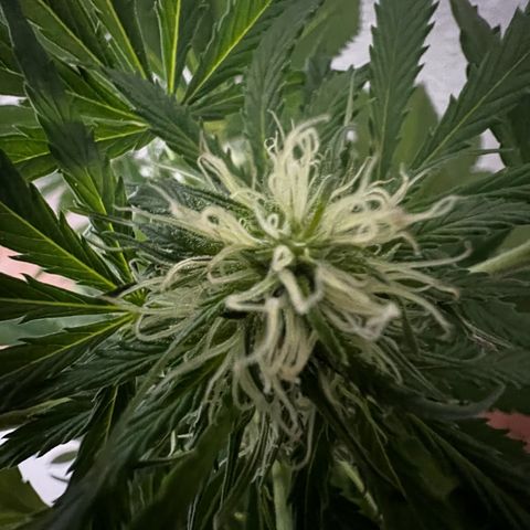 Do-si-dos Grow 1 growlog timeline photo