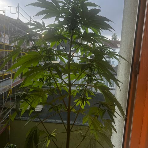 Do-si-dos Grow 1 growlog timeline photo