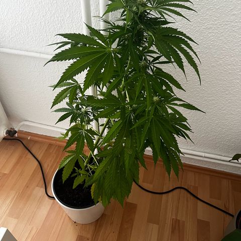 Do-si-dos Grow 1 growlog timeline photo