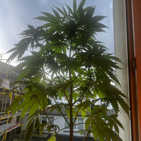 Do-si-dos Grow 1 growlog timeline photo