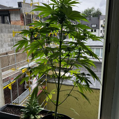 Do-si-dos Grow 1 growlog timeline photo