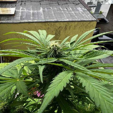 Do-si-dos Grow 1 growlog timeline photo