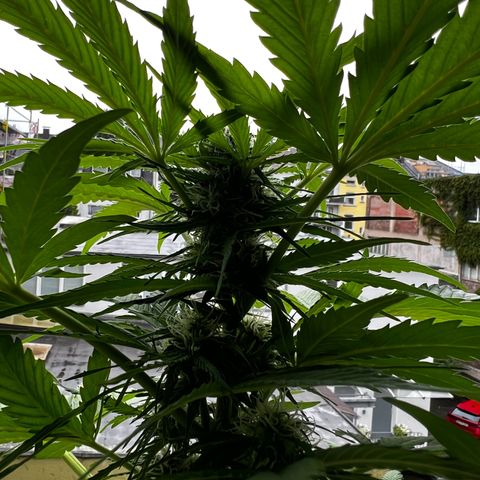 Do-si-dos Grow 1 growlog timeline photo