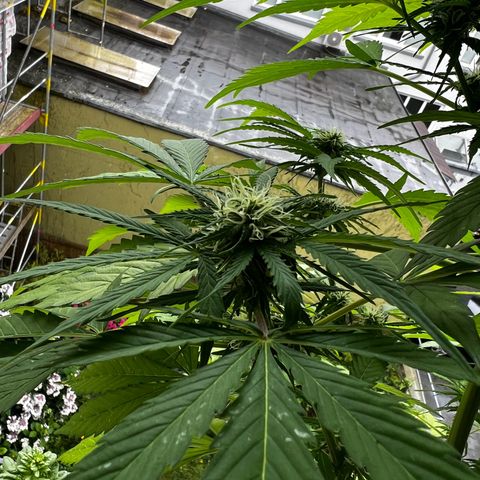 Do-si-dos Grow 1 growlog timeline photo